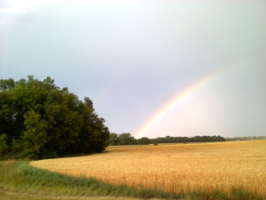 Rainbow over wheat field